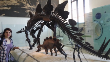 Dinosaurio en el Museo de Historia Natural, N.Y.